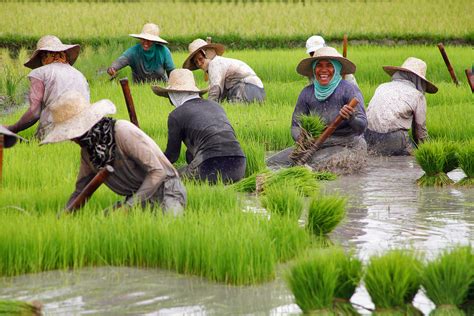 PHILIPPINES RICE: AREA INCREASES AND FAVORABLE .